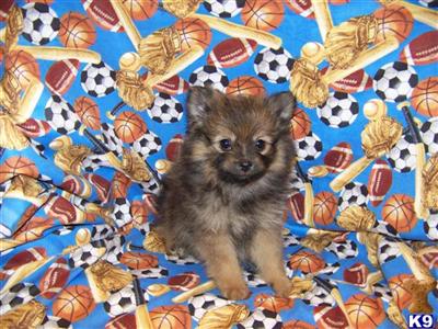 Pomeranian Puppies in FL
